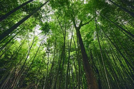 Conheça o bosque no Japão para caçar pokémons 'de verdade' na natureza