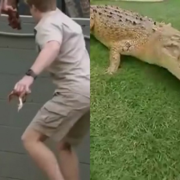 Teste Padrão Vivo Da Pele Do Crocodilo Do Corpo Vivo Para O Fundo