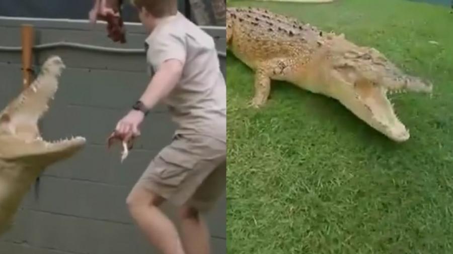 Filho de Steve Irwin, conhecido como "Caçador de crocodilos", o fotógrafo Robert Irwin, quase foi atacado pelo animal - Reprodução/Instagram