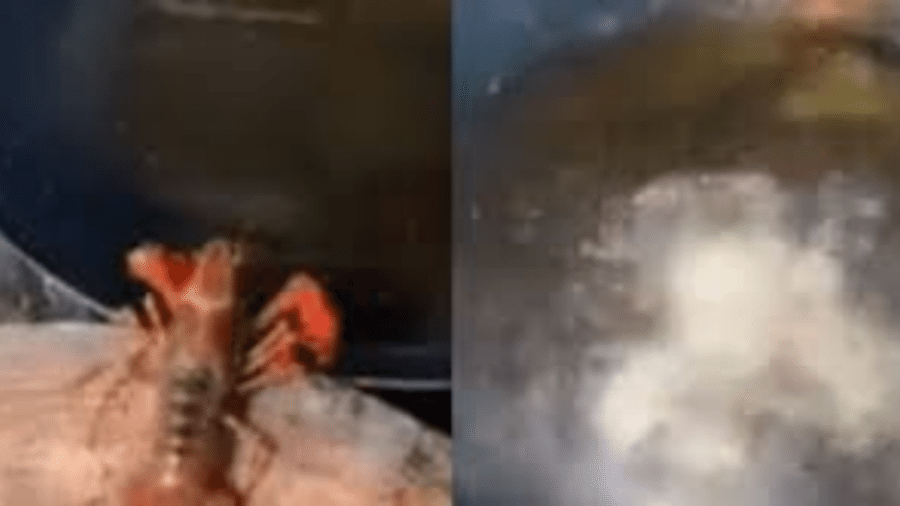 Vídeo da lagosta causou diferentes reações nas redes sociais - Reprodução/ Twitter