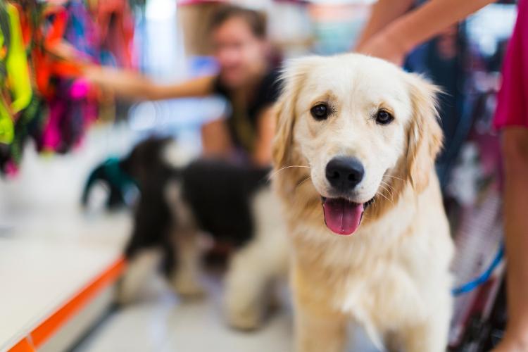 Research is one tip for dog and cat products so you don't get in the way of funding - Getty Images / iStockphoto - Getty Images / iStockphoto