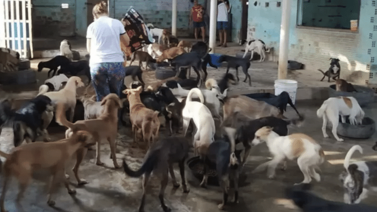 Diferentemente de abrigos como o da foto, os 'acumuladores' criam animais em casa comuns e condições insalubres - Arquivo Pessoal - Arquivo Pessoal