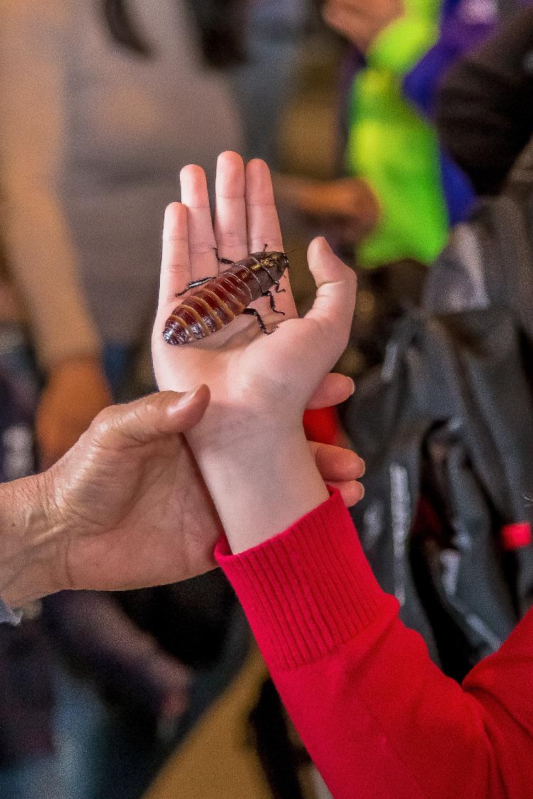 Gigante: a barata sibilante de Madagascar pode chegar ao tamanho de uma palma da mão