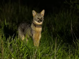 Projeto em fazenda busca proteger raposa que só existe no Brasil