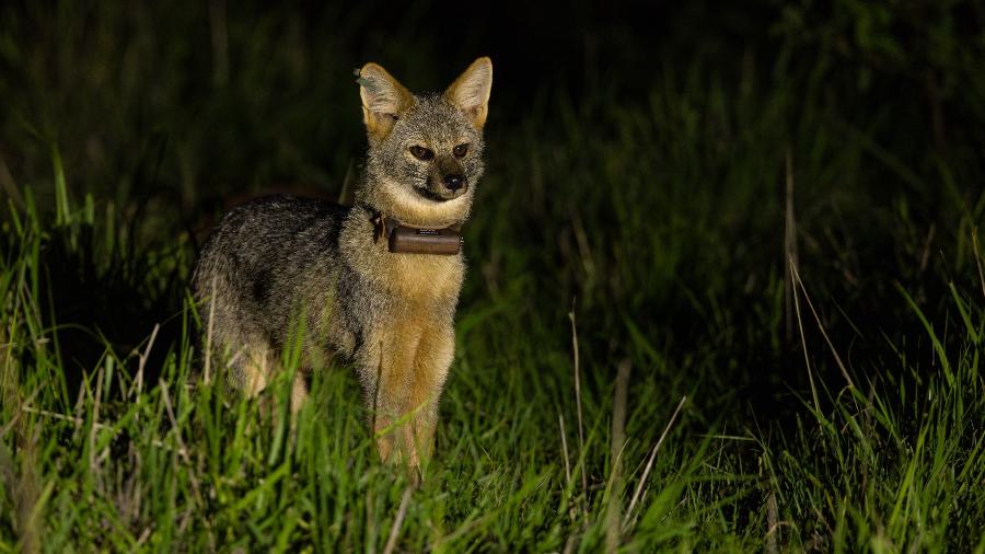 O brinco na orelha direita indica que o indivíduo é um macho. Atualmente sendo monitorado com rádio-coleira, este é MacDonald, atento aos movimentos no campo para proteger seus filhotes O brinco na orelha direita indica que o indivíduo é um macho. Atualmente sendo monitorado com rádio-coleira, este é MacDonald, atento aos movimentos no campo para proteger seus filhotes