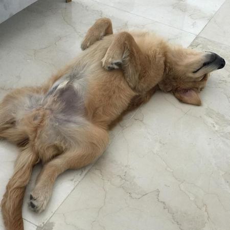 Cachorro Pipoca tem uma página no Instagram com mais de 30 mil seguidores - Reprodução/Instagram - Reprodução/Instagram