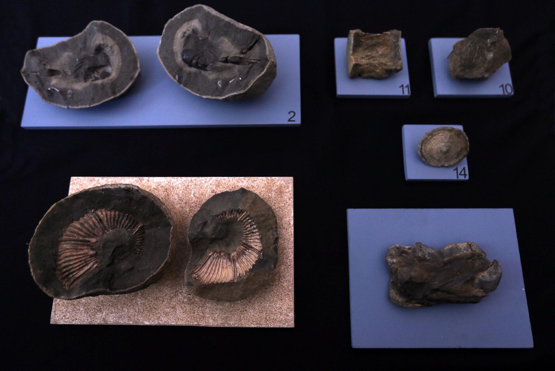 Museu Nacional apresenta exposição sobre Antártida, a primeira após incêndio - Wilton Junior/Estadão Conteúdo