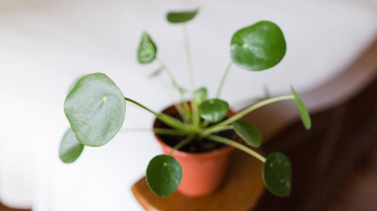 Além de água e luminosidade, é essencial proteger sua Pilea das pragas - Getty Images/iStockphoto - Getty Images/iStockphoto