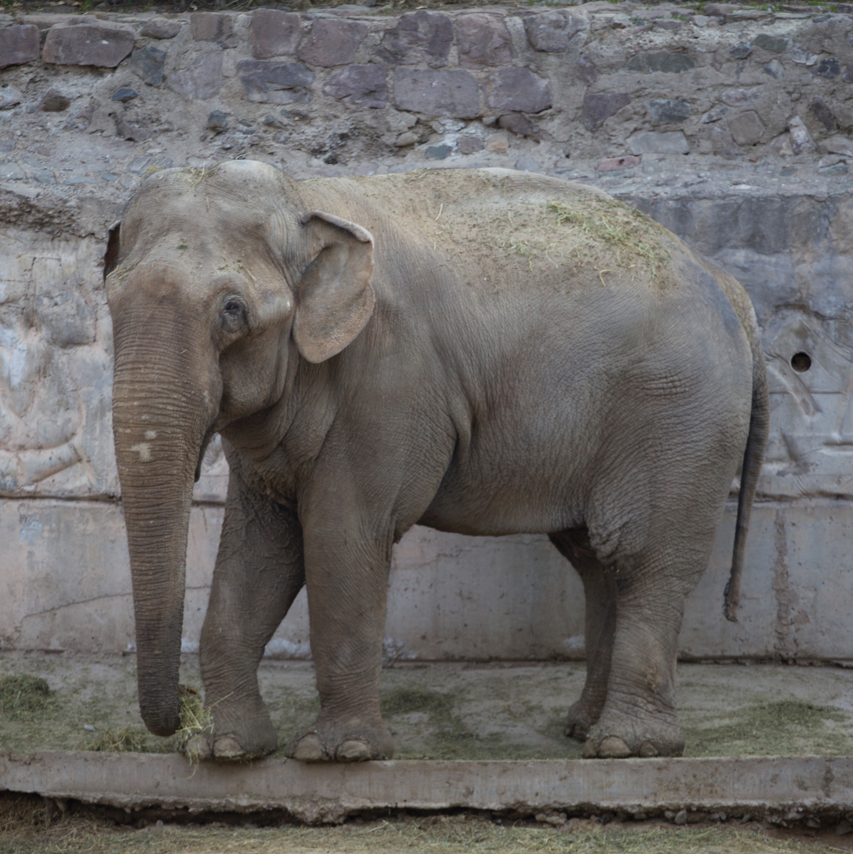 Elefante38 NÃO É ARGENTINO?? 