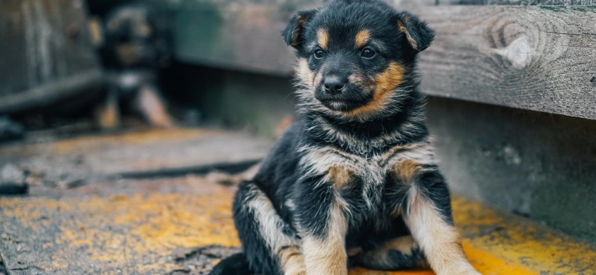 Programa Este bicho é o bicho - Pastor Branco Suíço 