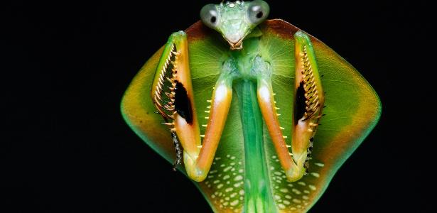 O raro louva-a-deus-pipa (gênero Choeradodis).