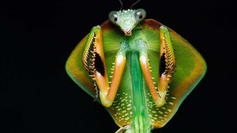 O raro louva-a-deus-pipa (gênero Choeradodis) - Projeto Mantis
