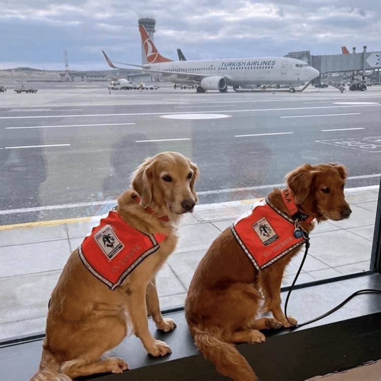 Os cães-farejadores que participaram do resgate às vítimas do terremoto na Turquia - Divulgação/Turkish Airlines - Divulgação/Turkish Airlines