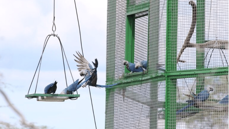 Ararinhas-azuis em um recinto no município de Curaçá, no norte da Bahia, onde são preparadas para a vida na natureza antes da soltura