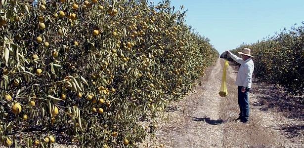 Como calor e pragas ameaçam império das laranjas brasileiras