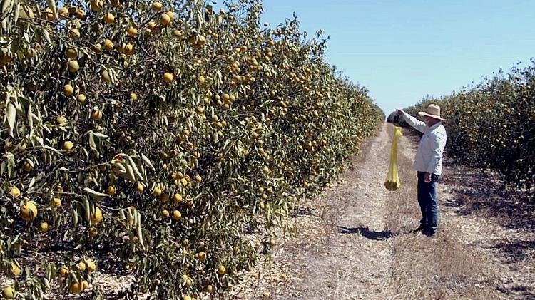Pomar de laranja no interior paulista atingido por seca e altas temperaturas em 2021 Pomar de laranja no interior paulista atingido por seca e altas temperaturas em 2021