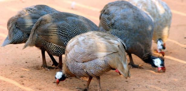 Galinhas d'Agola, entre outros bichos, podem ser alimentados na Fazendinha Estação Natureza - Divulgação - Divulgação
