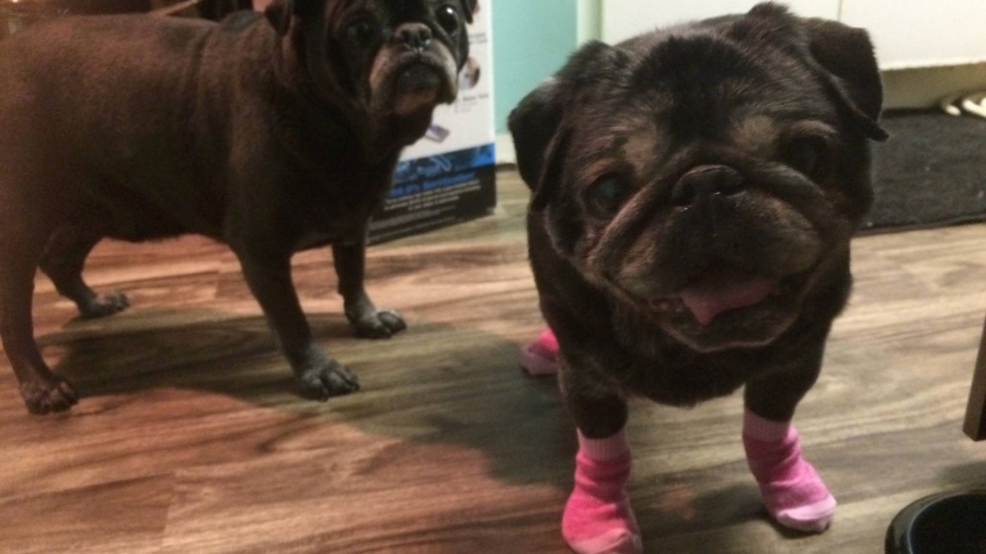 As meias sob medida de Leia a ajudam a andar em pisos lisos - Reprodução Facebook