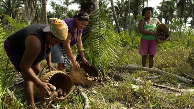 As quebradeiras de coco babaçu são uma das muitas comunidades tradicionais que vivem da diversidade do Cerrado e cuja subsistência está cada vez mais ameaçada pelos conflitos agrícolas - Peter Caton/ISPN - Peter Caton/ISPN