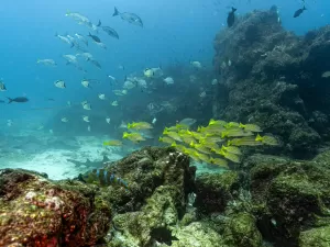 Oceanos estão ficando ácidos demais para manter vida marinha