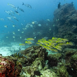 Oceanos estão ficando ácidos demais para manter vida marinha