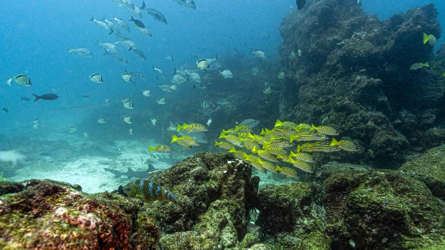 Tudo começa com o carbono. Cerca de um terço do CO2 gerado pelas atividades humanas foi absorvido pelos oceanos