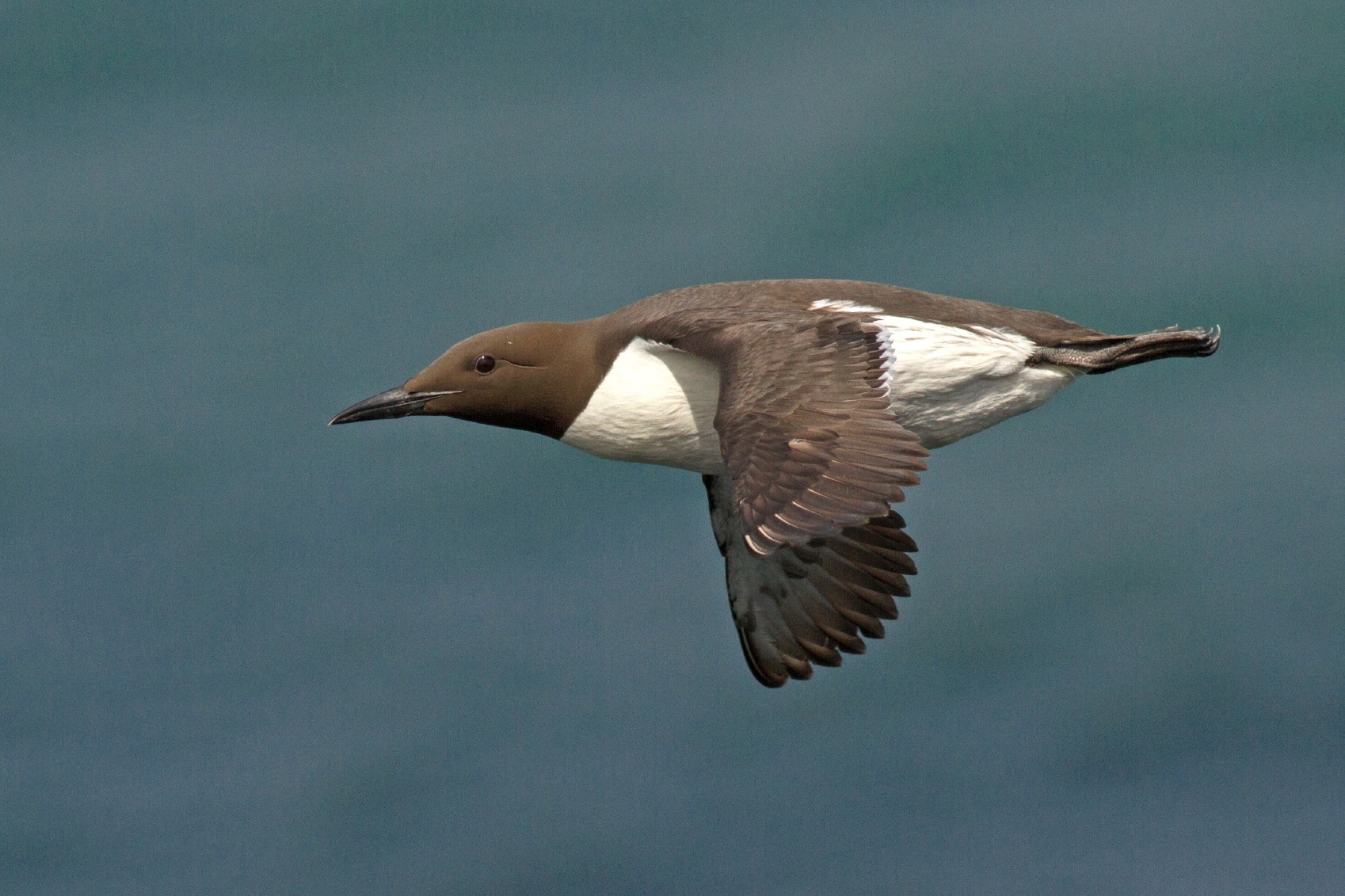 O airo é uma ave marinha que passa a maior parte de seu tempo no mar, visitando a terra apenas para procriar. Embora lembre um pinguim, trata-se de um animal diferente. Seu tamanho varia de 38cm a 46cm de comprimento e 61cm a 73cm de envergadura - Getty Images