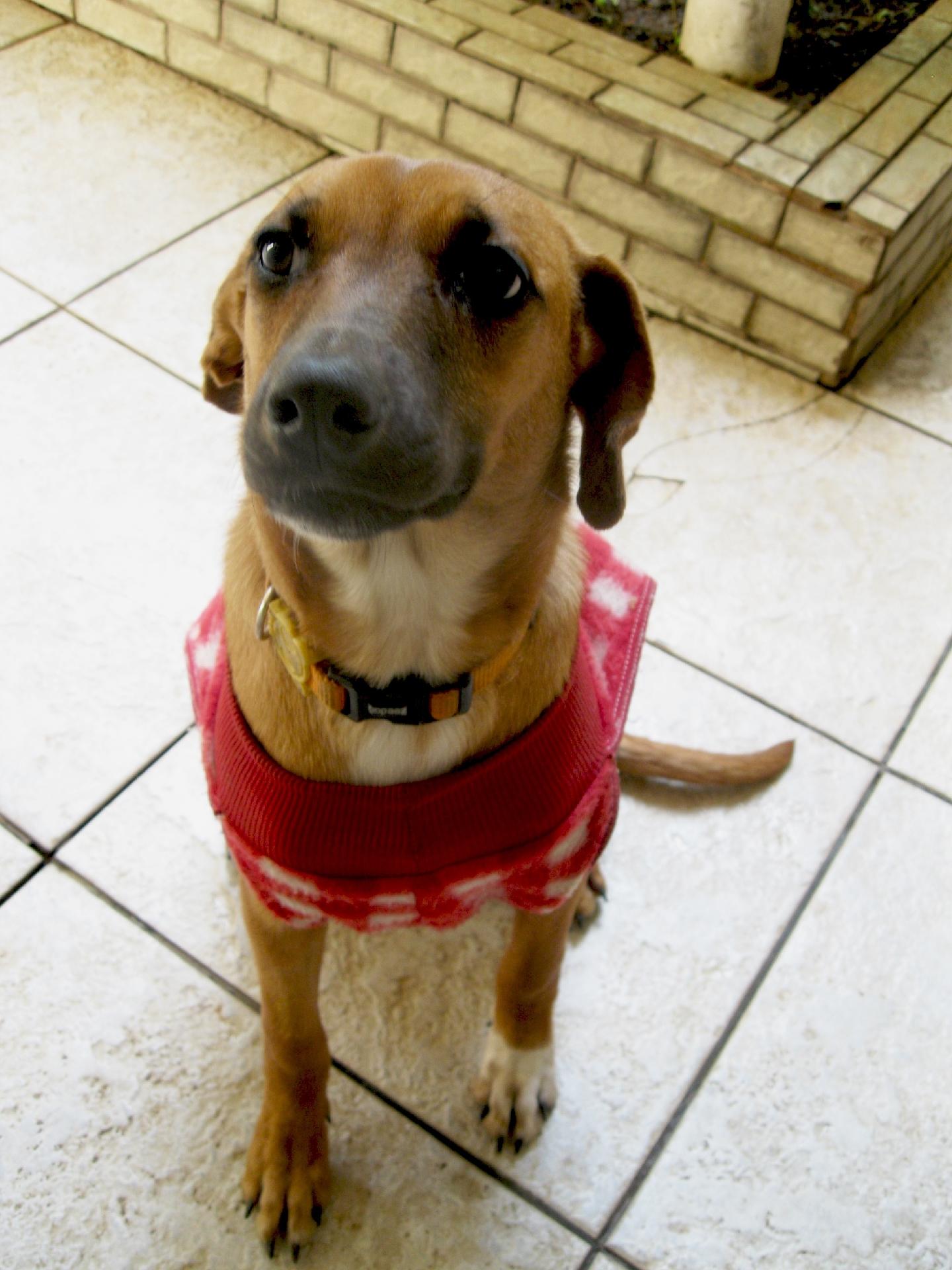 Paçoca: foi jogada de um caminhão em movimento e recolhida pelos caseiros de um sítio próximo à ocorrência. Com essa carinha linda, ela está pronta para ir pra sua casa e encher sua vida de amor! Entre em contato: amparanimal.org.br - Divulgação