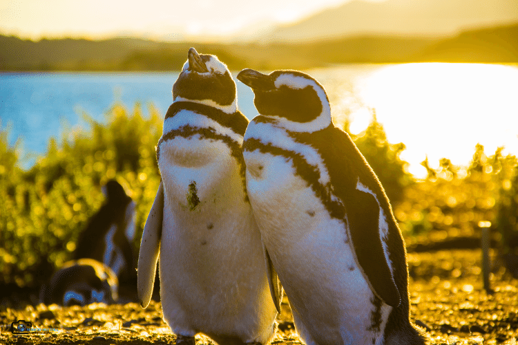 Quer ver piguins? Aproveite a melhor temporada em Ushuaia
