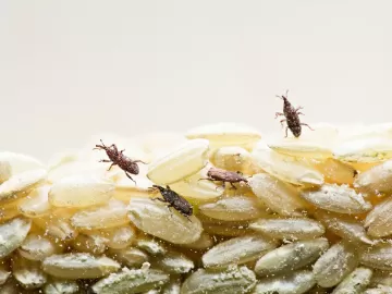 Como carunchos encontram a comida? Dá pra salvar os alimentos infestados?