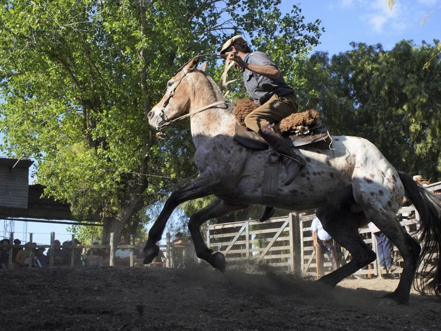 Os cavalos morrem antes do abate: a tragédia dos equinos descartados e  vendidos para frigoríficos.