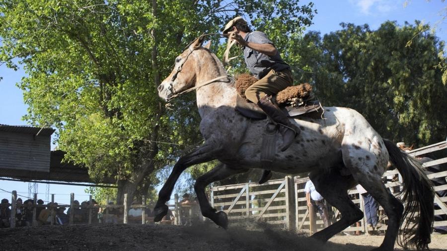 ONG resgata cavalos no Uruguai - Elisa COLELLA / AFP