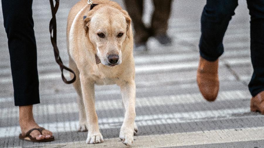 Os donos de cães passam cerca de 300 minutos por semana andando com seus cães, cerca de 200 minutos a mais do que pessoas sem cães - Jeenah Moon/The New York Times