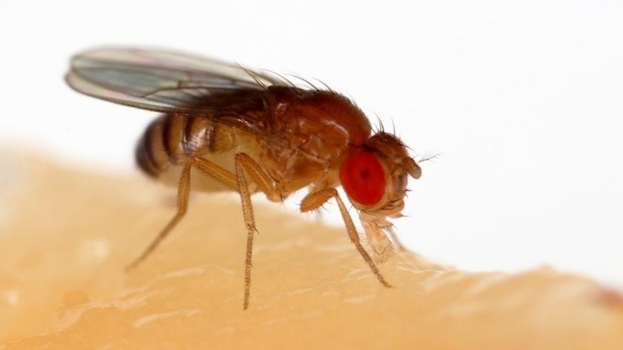 Estudo feito na USP reforça a hipótese de que insetos da espécie Drosophila melanogaster mantêm uma relação de mutualismo com bactérias do gênero Wolbachia. Achado pode favorecer o combate a doenças transmitidas por mosquitos - Sanjay Acharya/Wikimedia Commons