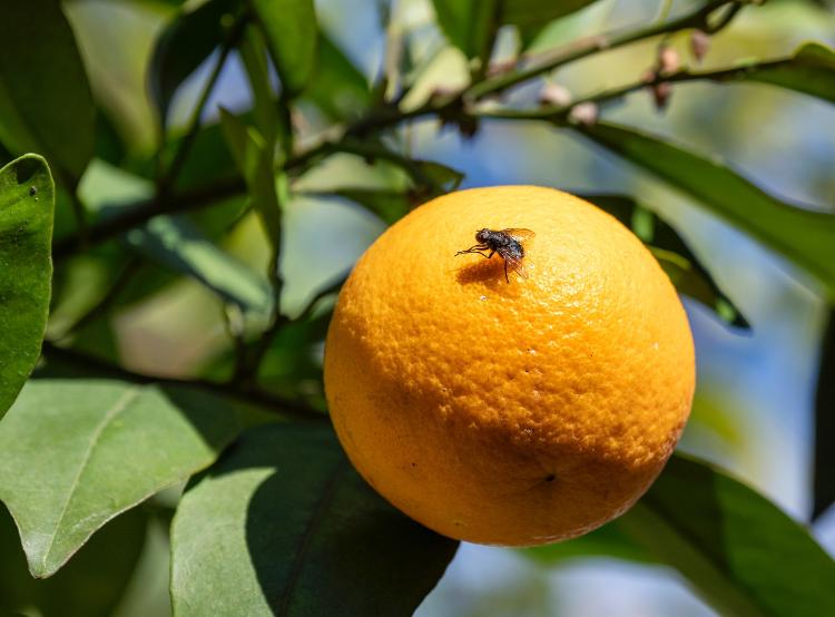 Moscas também seriam fãs de uma "bebidinha"