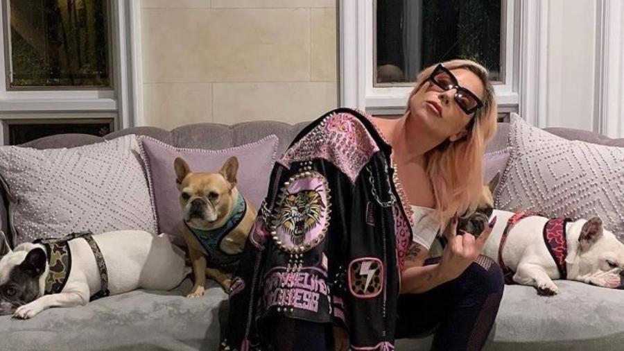 Lady Gaga e seus cães buldogues - Reprodução/Instagram