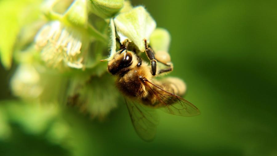 As abelhas têm um papel crucial na produção de alimentos e na segurança alimentar