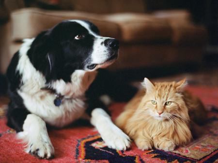 Pesquisa revela os nomes de cães e gatos mais comuns no Brasil em 2020