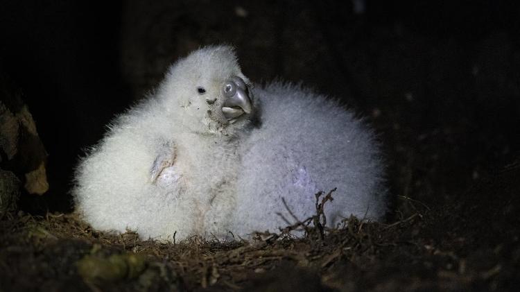 Somente as fêmeas incubam os ovos e criam os filhotes. Na foto, filhotes de kakapo no ninho na Anchor Island, fevereiro de 2022