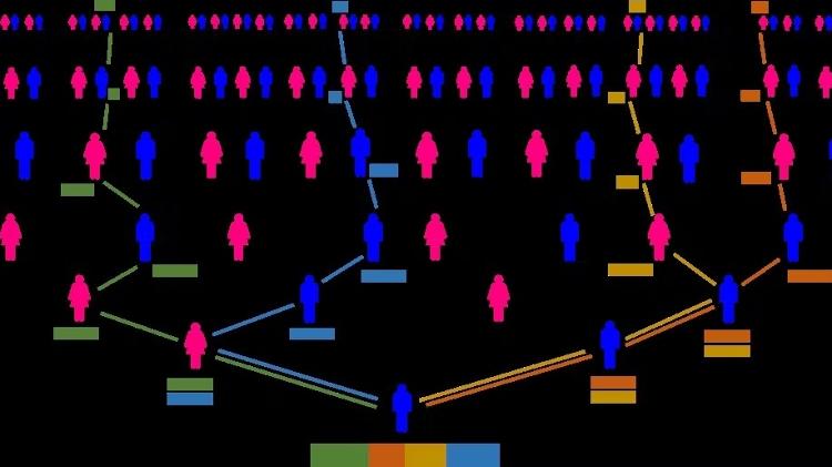 Para alguém vivo hoje, o número de ancestrais genealógicos dobra a cada geração. Mas cada fragmento de DNA (barras coloridas) é herdado por meio de um caminho aleatório e em ziguezague na árvore genealógica, o que significa que o DNA é herdado apenas de uma pequena fração dos ancestrais.