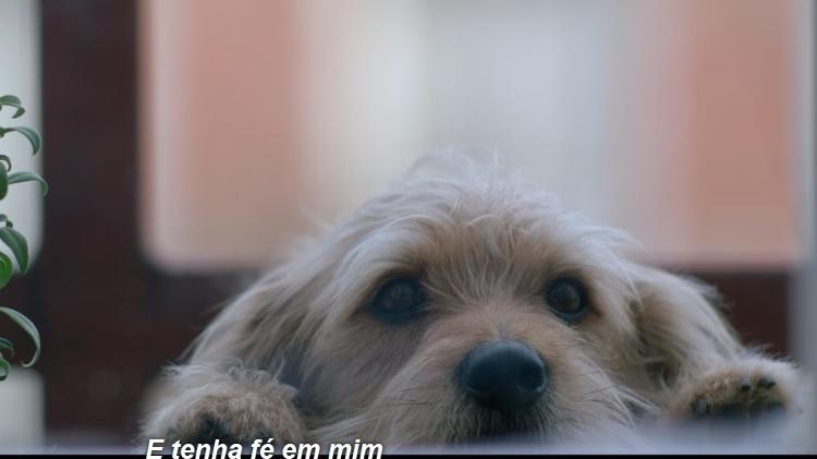 Cena de "Benji" - Reprodução - Reprodução