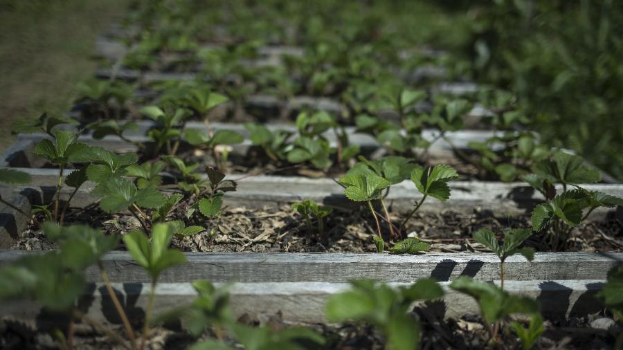 Mudas de morango em horta de agricultura familiar em Parelheiros, zona sul de São Paulo