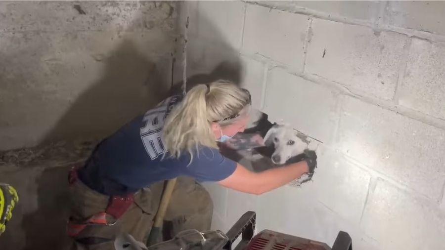Bombeiros montaram uma operação para resgatar a cadela da parede - Reprodução/Facebook
