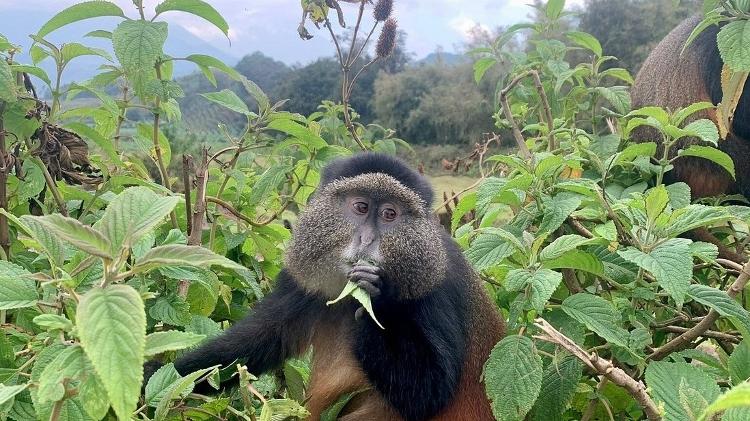 Gorilha-da-montanha pode ser encontrado no Volcanoes National Park, em Ruanda
