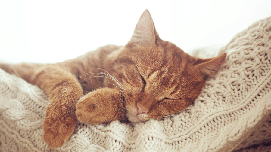 De maneira geral, gatos vivem mais do que os cães De maneira geral, gatos vivem mais do que os cães