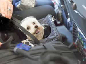 Mendonça suspende lei do RJ que dava transporte gratuito para cães em voos