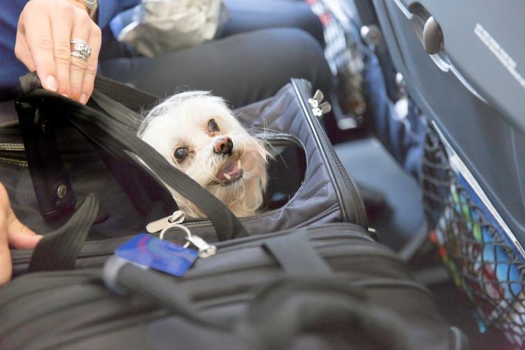 Como Transportar C es E Gatos Com Seguran a E Mais Conforto Para Os como-transportar-c-es-e-gatos-com-seguran-a-e-mais-conforto-para-os