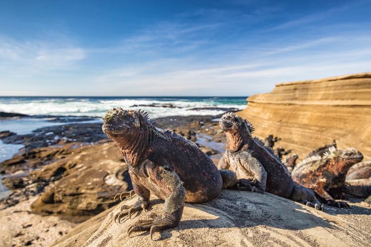 Iguanas marinhas de Galápagos