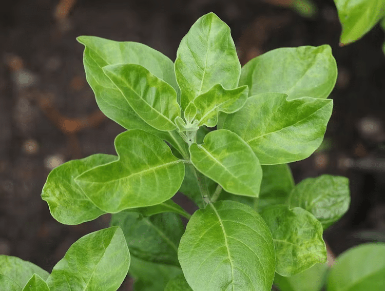Ashwaghanda é um extrato de planta comumente usado na medicina ayurvédica.