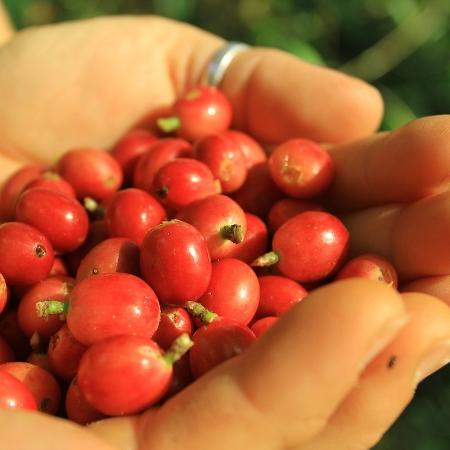 Grão de café agroecológico produzido na fazenda Ararauna, em Una